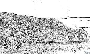 coccodile Pagine Di Culore Stampabile